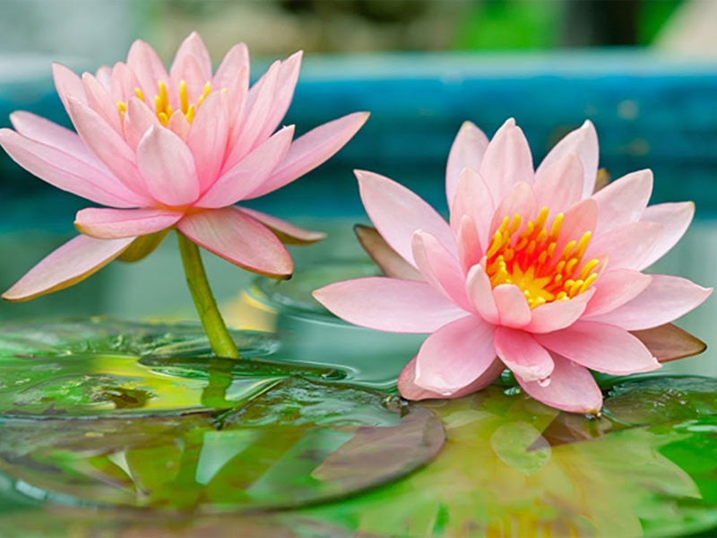 wedding-catering-service-in-chennai